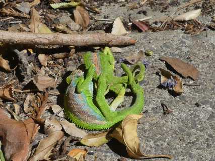 Chameleons