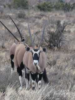 Karoo NP