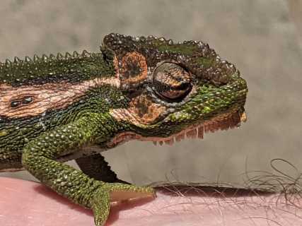Chameleon Rescue