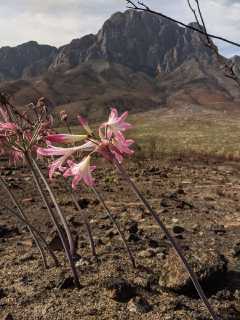 2021_04 Jonkershoek