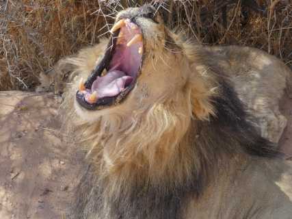 Kgalagadi Transfrontier Park