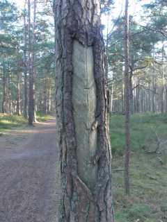 Zingst, Darß