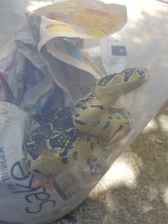 Snake Catch & Release